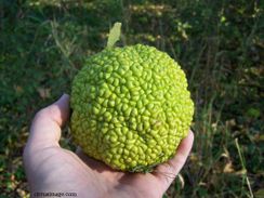 Osage Orange in hand