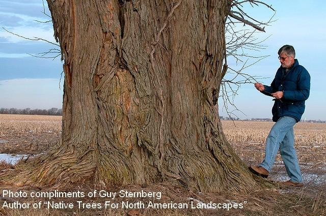 Large tree