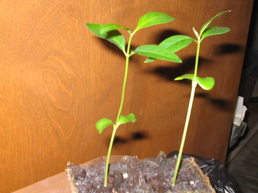 Seedlings