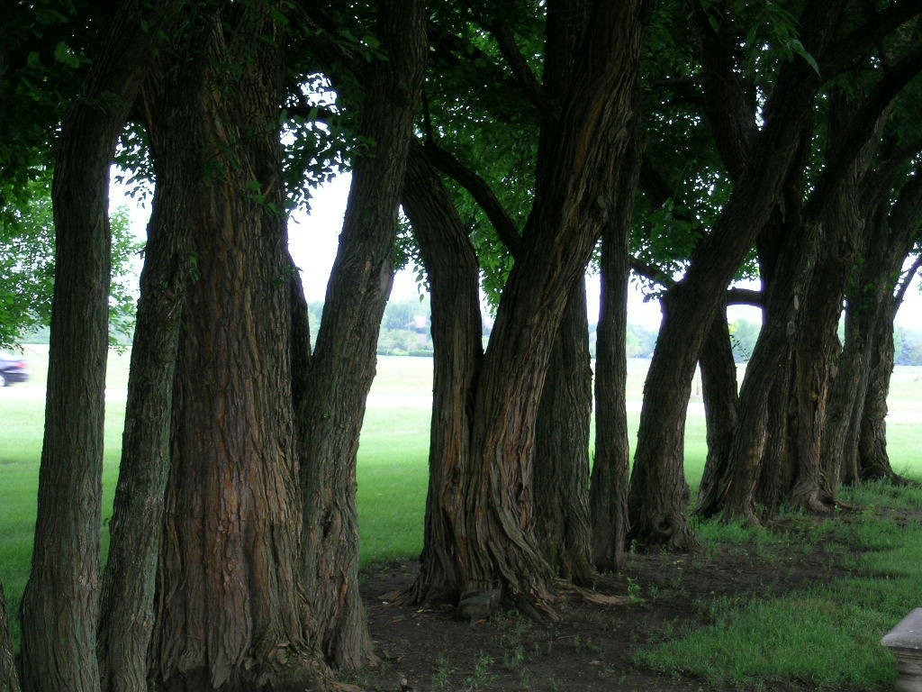 Row of trees