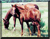 Foal 1