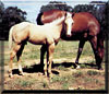 Foal 5