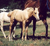 Foal 7