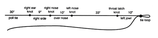 Halter measurements